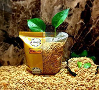 شامپو صورت و بدن کرمی اسکراپ اکتیو 400 گ صورتی *