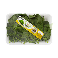 اسفناج سبزآرنگ