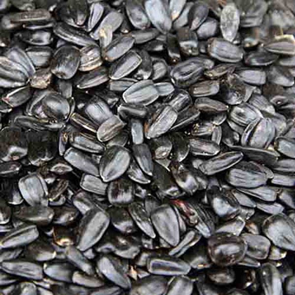 تخمه روغنی مشکی