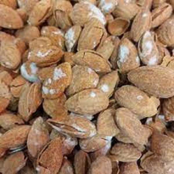 بادام کاغذی تک پوست اعلا